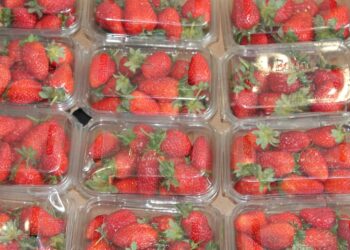 El envasado de alimentos avanza hacia la sostenibilidad