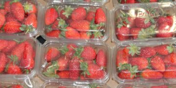 El envasado de alimentos avanza hacia la sostenibilidad