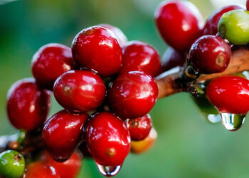 El Senasica implementa acciones contra las principales plagas del café