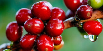 El Senasica implementa acciones contra las principales plagas del café