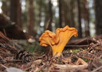 Empresario croata produce café orgánico vegano con hongos