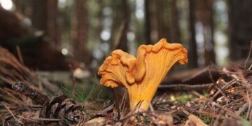Empresario croata produce café orgánico vegano con hongos