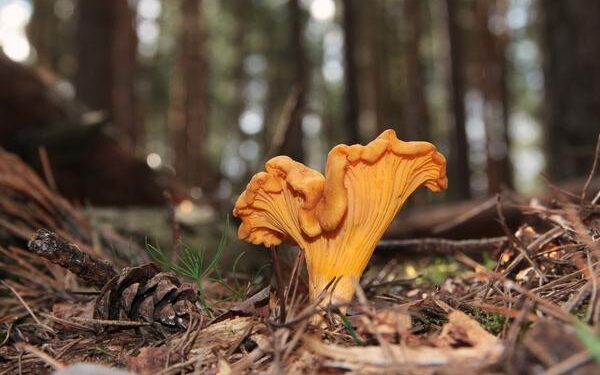 Empresario croata produce café orgánico vegano con hongos