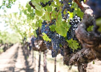 Expertos analizan el futuro de la viticultura orgánica