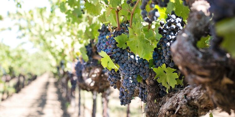 Expertos analizan el futuro de la viticultura orgánica