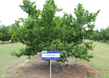 Expertos del Inifap desarrolan nueva variedad de limón