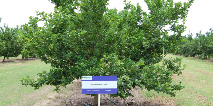 Expertos del Inifap desarrolan nueva variedad de limón