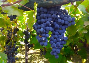 Investigadores producen biocombustibles con residuos de vino y queso