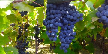 Investigadores producen biocombustibles con residuos de vino y queso