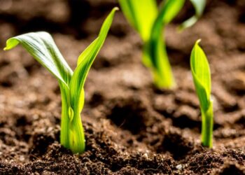 Los bioinsumos marcan la pauta en la producción agrícola