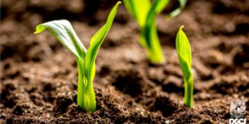 Los bioinsumos marcan la pauta en la producción agrícola