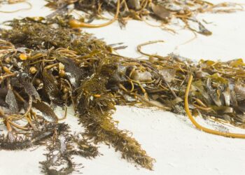 Produce la UACh biofertilizante con sargazo