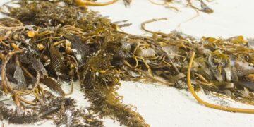 Produce la UACh biofertilizante con sargazo