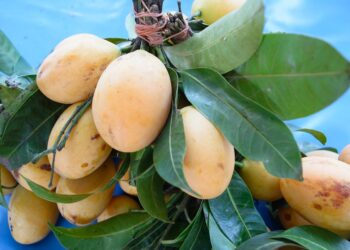 Productores del Soconusco impulsan cultivo de mango orgánico