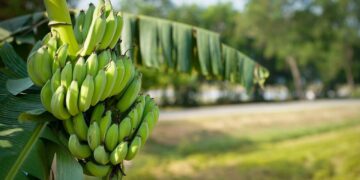 Residuos de plátano, potencial materia prima para producción de biogás