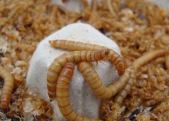 Utilizan insectos para abono de huertos urbanos