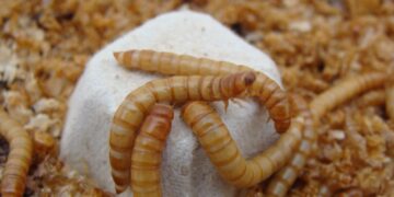 Utilizan insectos para abono de huertos urbanos