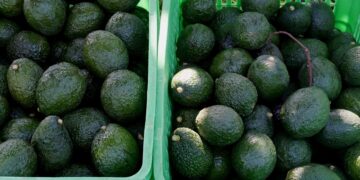 Autoridades y exportadores refuerzan producción de aguacate