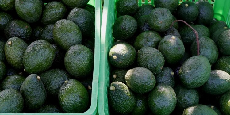 Autoridades y exportadores refuerzan producción de aguacate