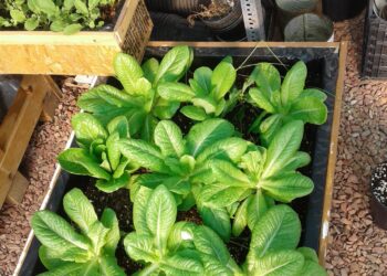 Capacitan para siembra de orgánicos en zonas desérticas