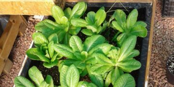 Capacitan para siembra de orgánicos en zonas desérticas