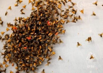 Comparte México experiencia en el uso de insecto estéril para control de plagas