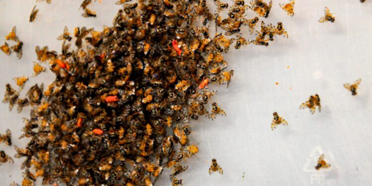 Comparte México experiencia en el uso de insecto estéril para control de plagas