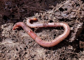 Con desechos orgánicos, curtidora produce composta