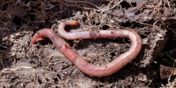 Con desechos orgánicos, curtidora produce composta