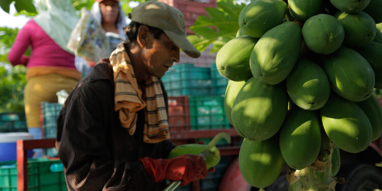 Crece la producción nacional de papaya
