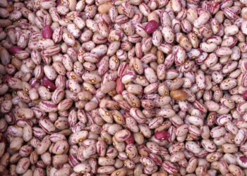 Estudian el árbol genealógico de las leguminosas