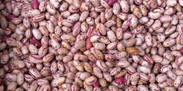 Estudian el árbol genealógico de las leguminosas