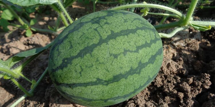 Estudio alerta sobre altos niveles de pesticidas en suelos agrícolas convencionales