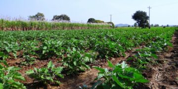 Expertos analizarán los retos de los biofertilizantes y bioestimulantes