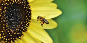 Investigadores “entrenan” abejas para detectar el coronavirus