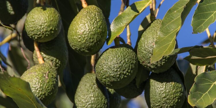 La APEAM recibe el premio nacional de exportación