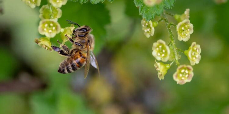 Menos polinización de abejas pone en riesgo la producción de alimentos