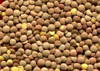 Mexicanos sustituyen la carne por proteínas vegetales