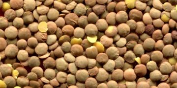 Mexicanos sustituyen la carne por proteínas vegetales