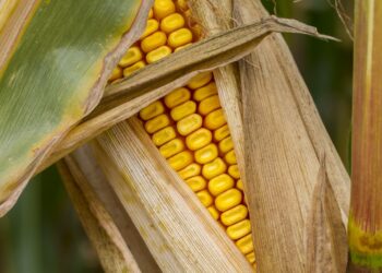 México enfrenta gasto sin precedente en compra de granos básicos