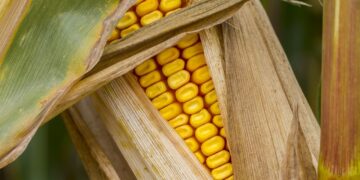 México enfrenta gasto sin precedente en compra de granos básicos