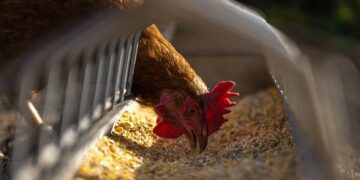 Minerales orgánicos mejoran el rendimiento de los pollos de engorda