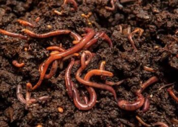 Productores del Soconusco impulsan abonos orgánicos