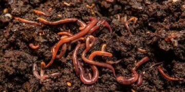 Productores del Soconusco impulsan abonos orgánicos