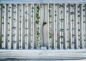 Proyectos pioneros en agricultura vertical