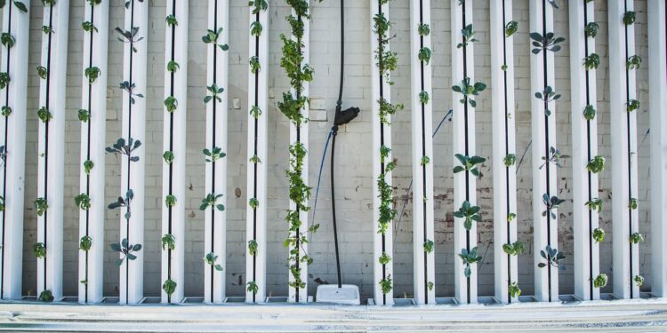 Proyectos pioneros en agricultura vertical