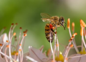 Refrenda la UE prohibición de tres pesticidas que afectan a las abejas
