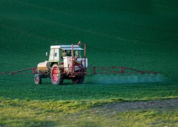 Se mantiene la prohibición a maíz transgénico y glifosato