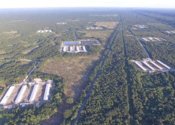 Falla la Corte en favor de pueblo maya contra granja porcícola
