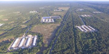 Falla la Corte en favor de pueblo maya contra granja porcícola